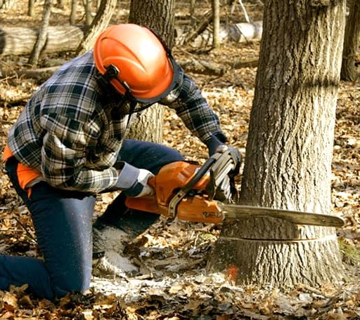 Tree Removal in Arlington, GA